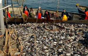 Эксперты Таможенного союза возьмутся за норвежскую рыбопереработку